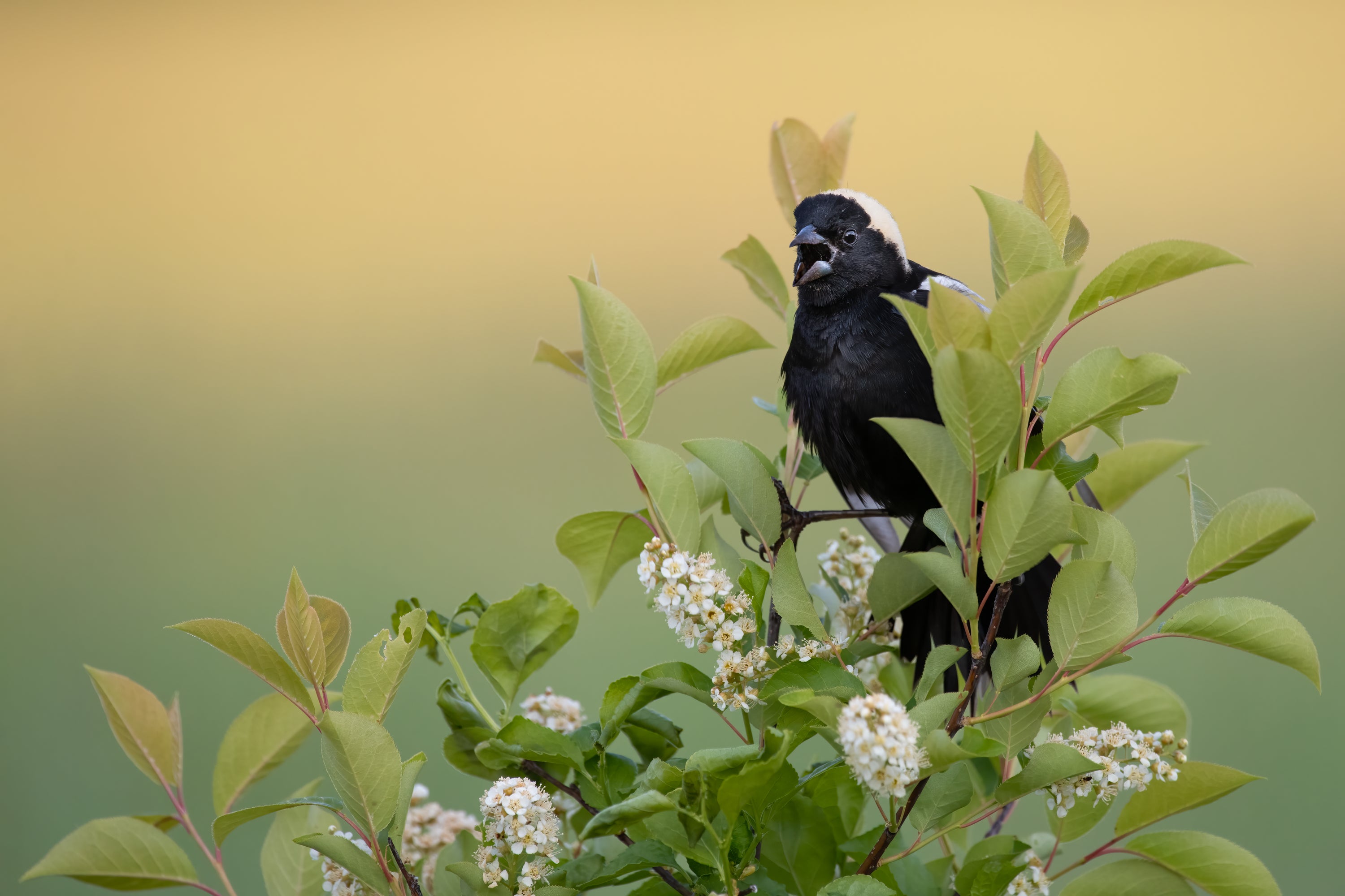 A male Bobolink perched and singing from the top of green leafy branches with small white flowers.